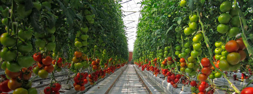 Tomates produzidos pela sundrop farm
